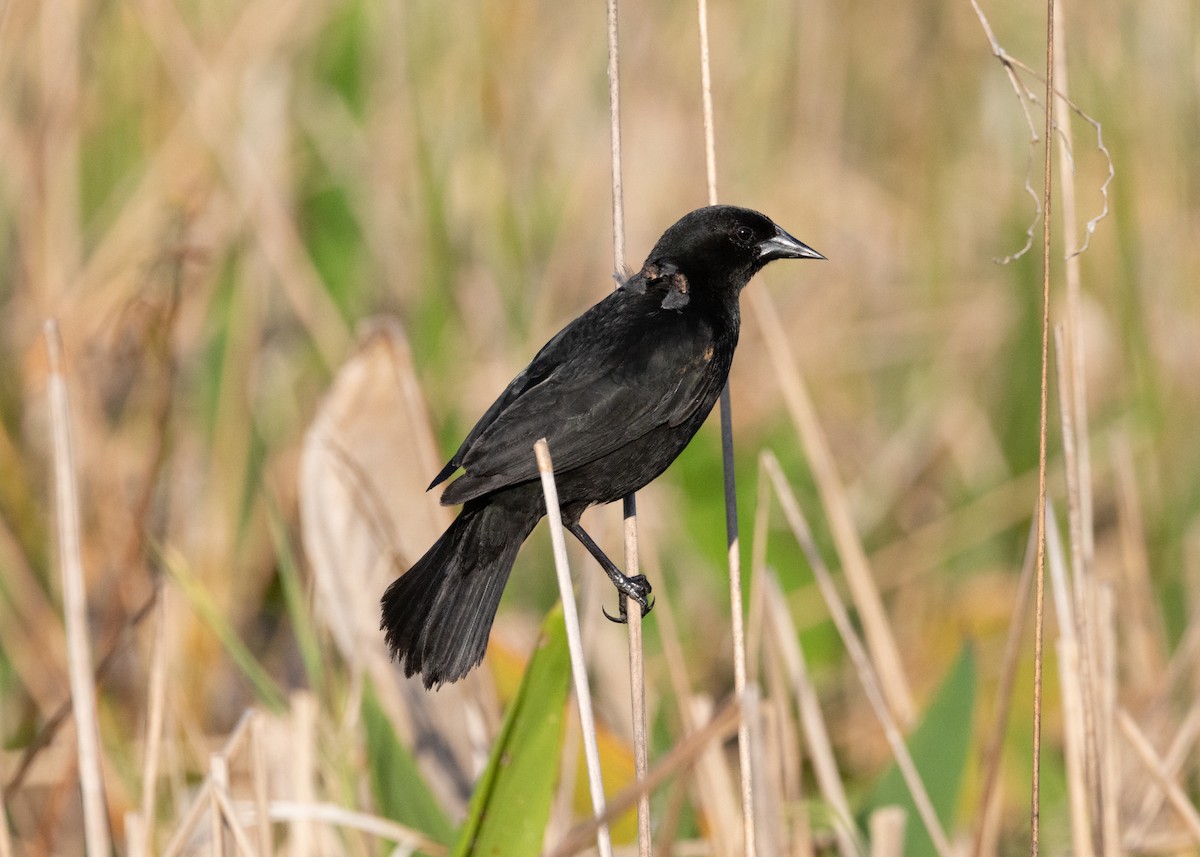 Red-shouldered Blackbird - ML620677176