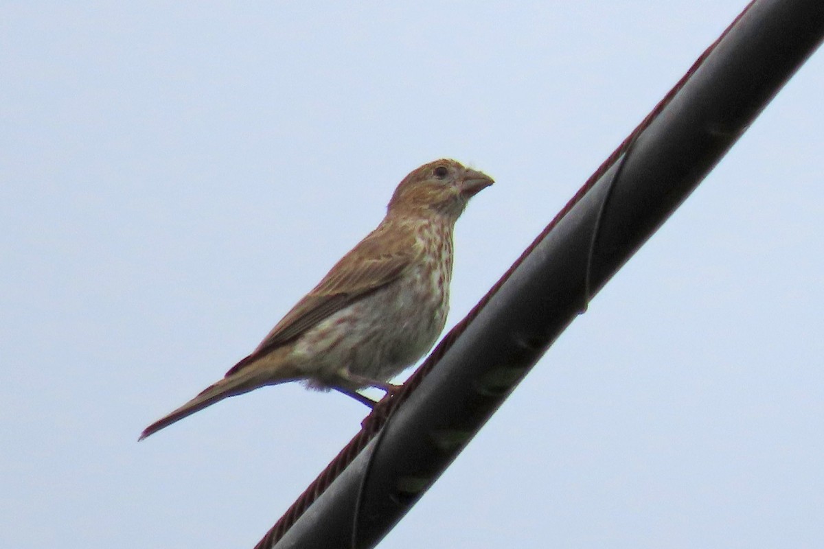 House Finch - ML620677177