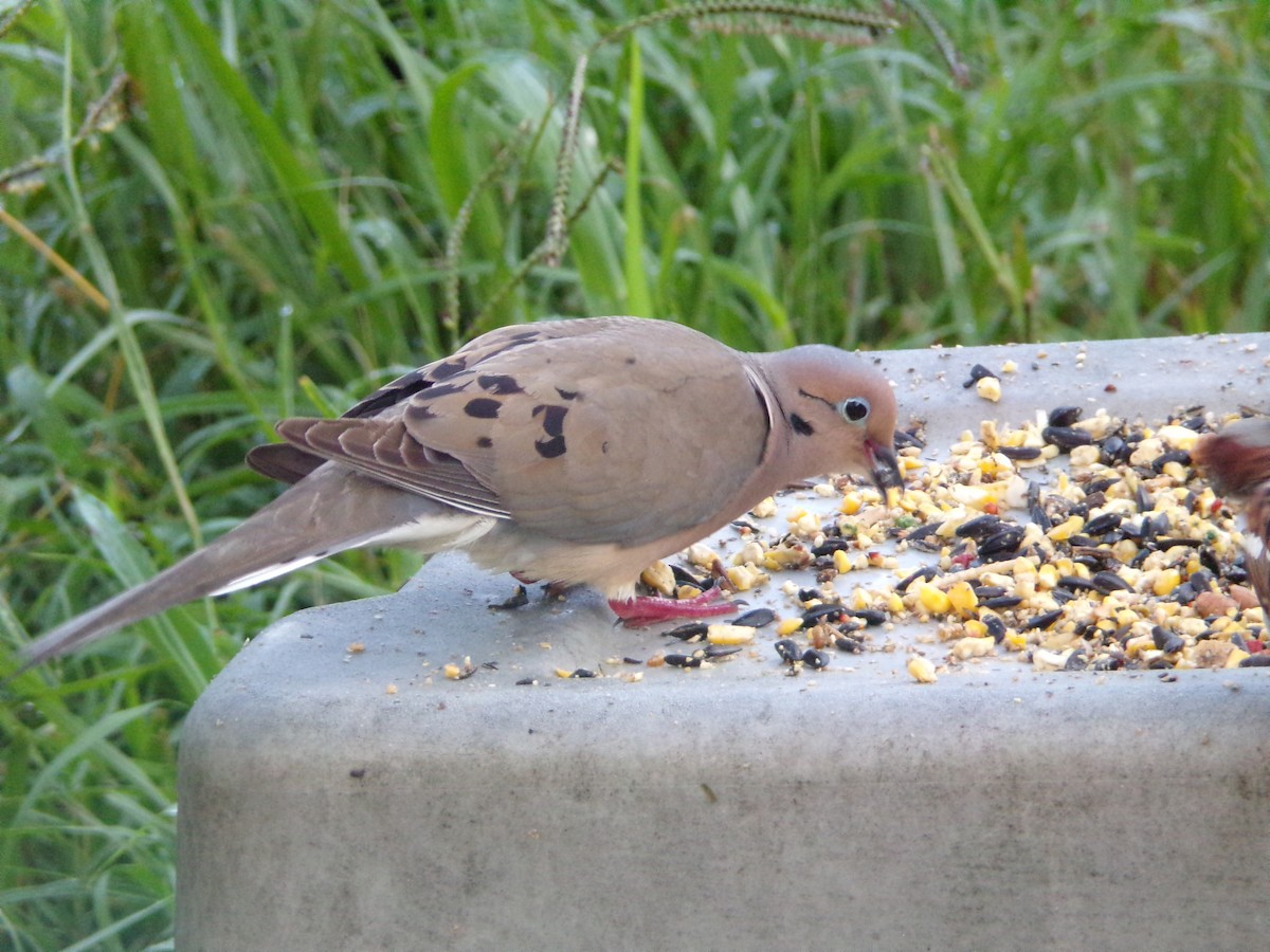 Mourning Dove - ML620677178