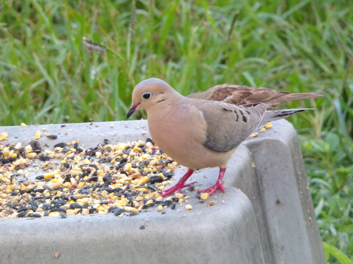 Mourning Dove - ML620677179