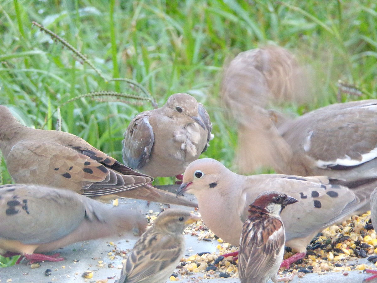 Mourning Dove - ML620677182