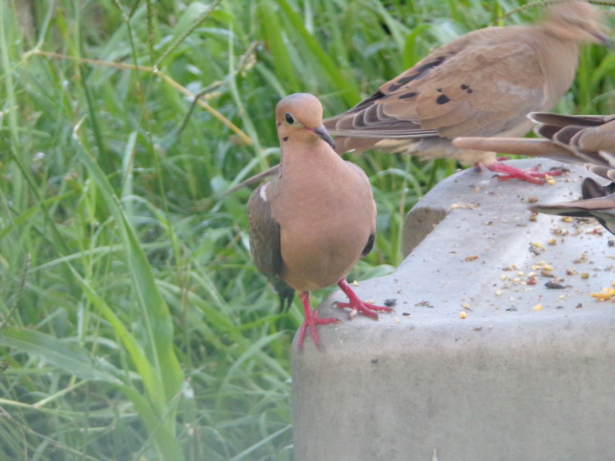 Mourning Dove - ML620677183