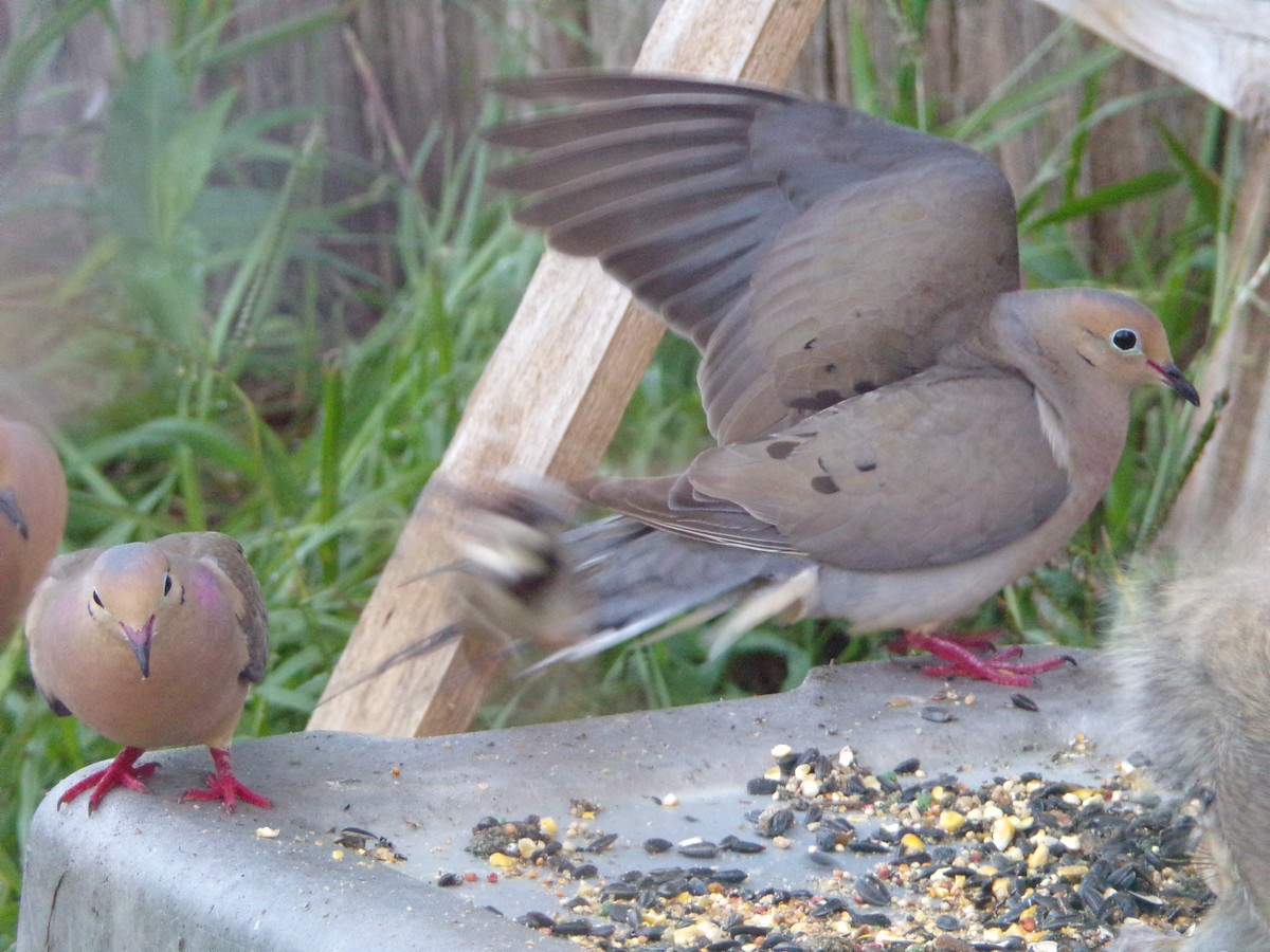 Mourning Dove - ML620677184