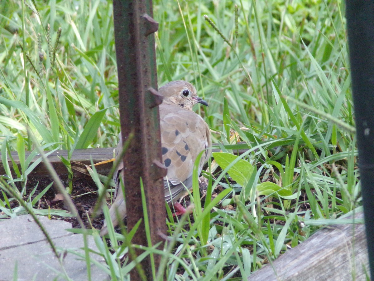 Mourning Dove - ML620677186