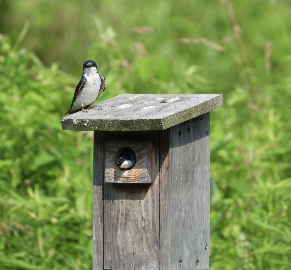 Tree Swallow - ML620677189