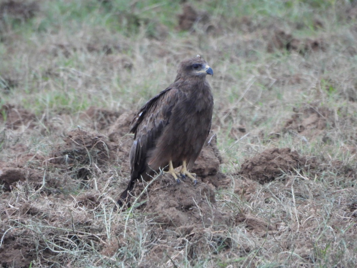 Black Kite - ML620677191