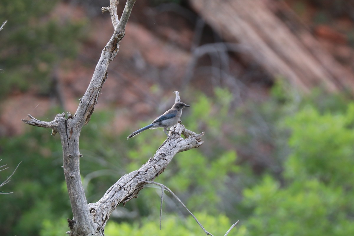 Woodhouse's Scrub-Jay - ML620677195