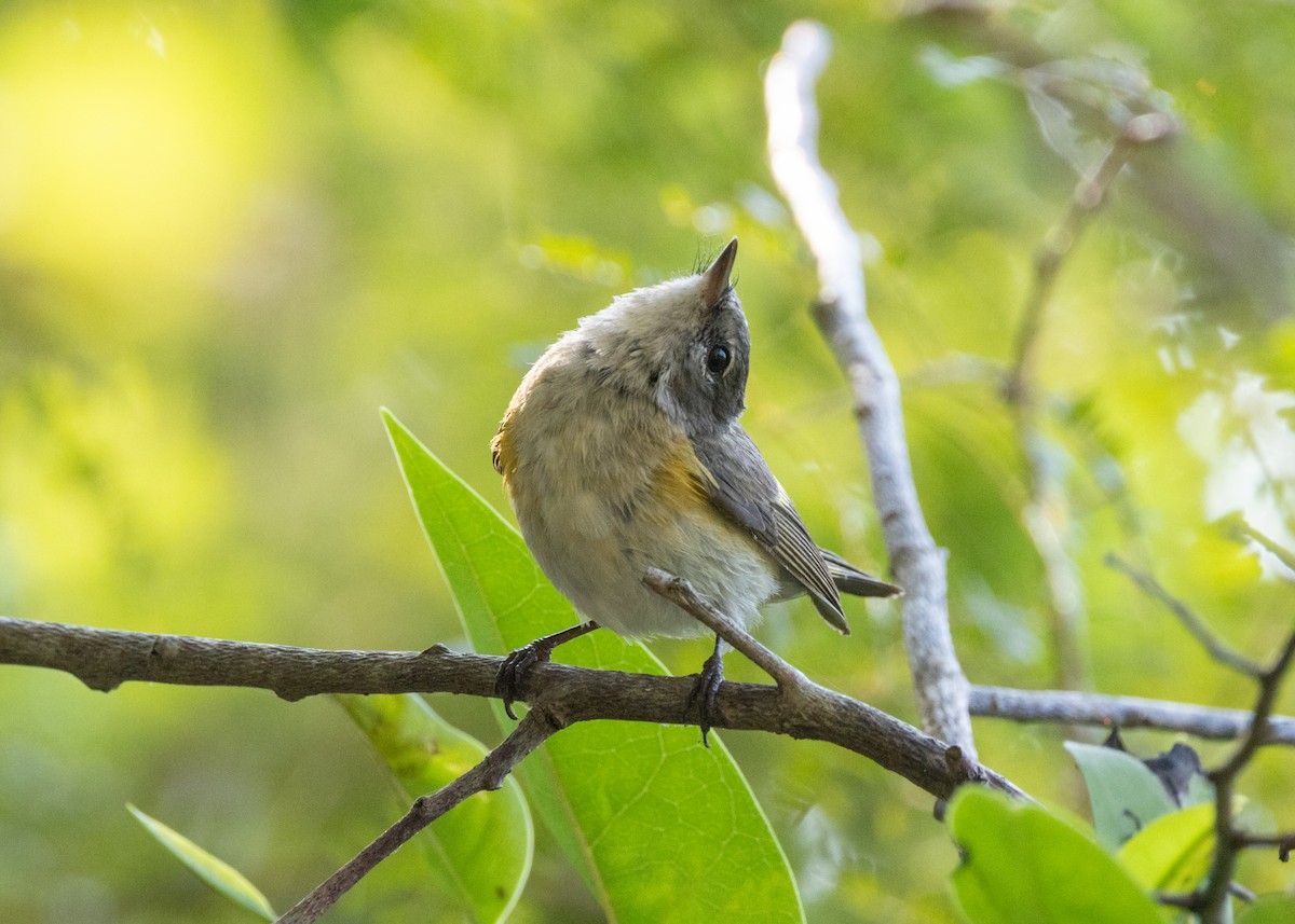 American Redstart - Silvia Faustino Linhares