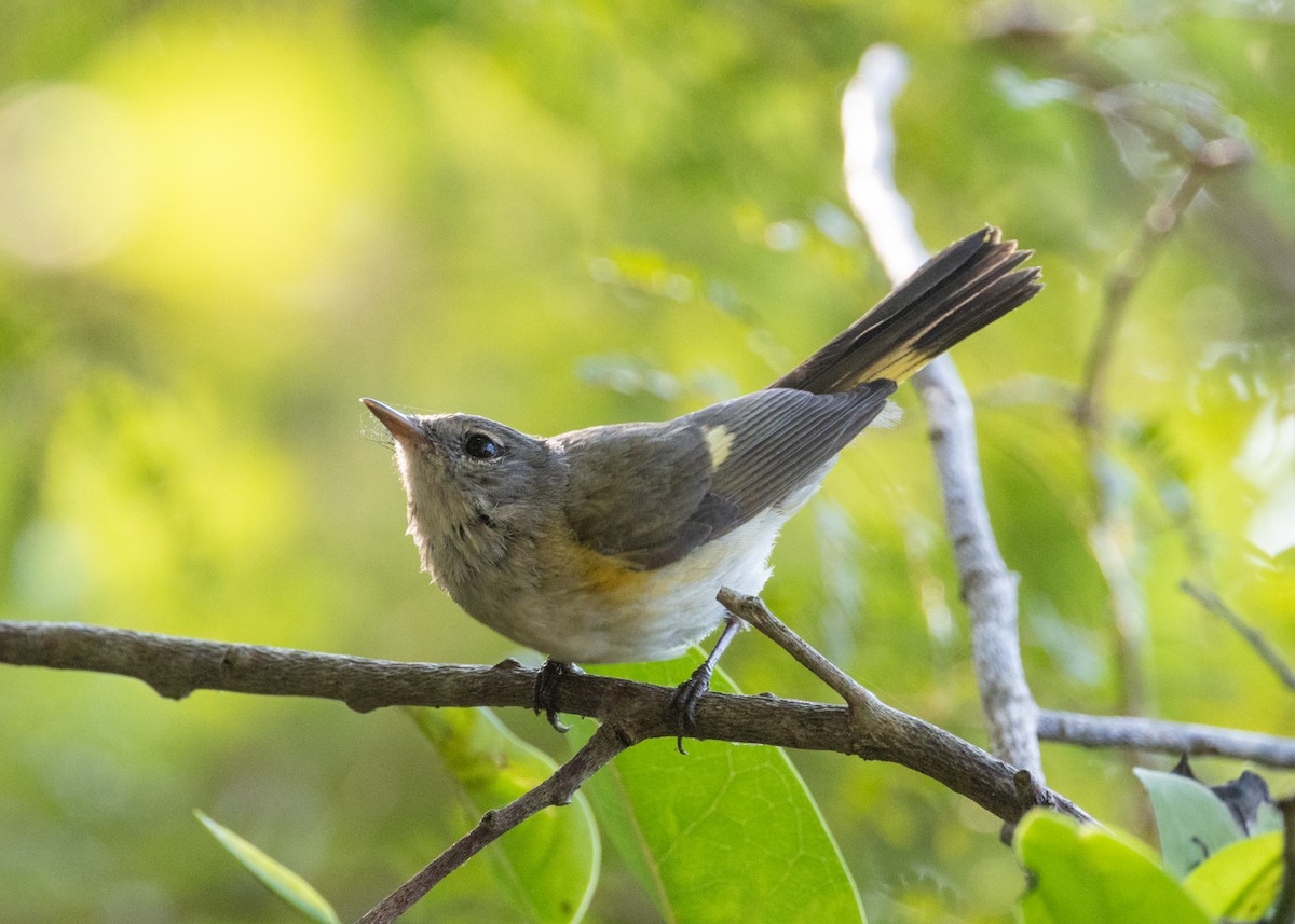 American Redstart - ML620677203