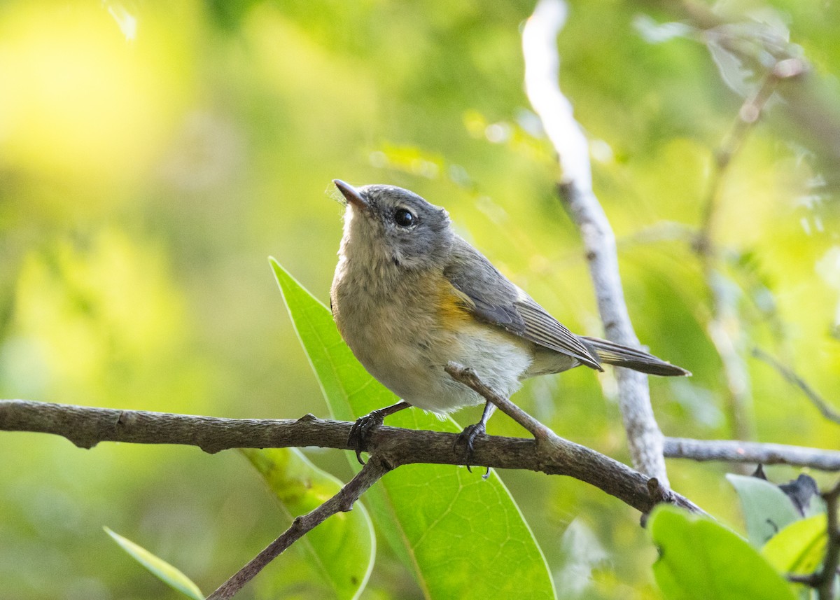 American Redstart - ML620677204