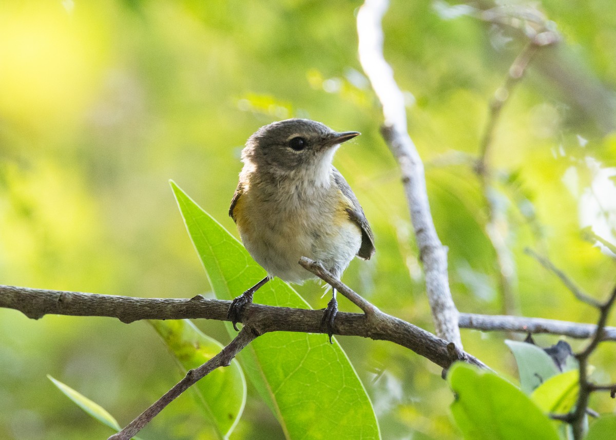 American Redstart - ML620677206