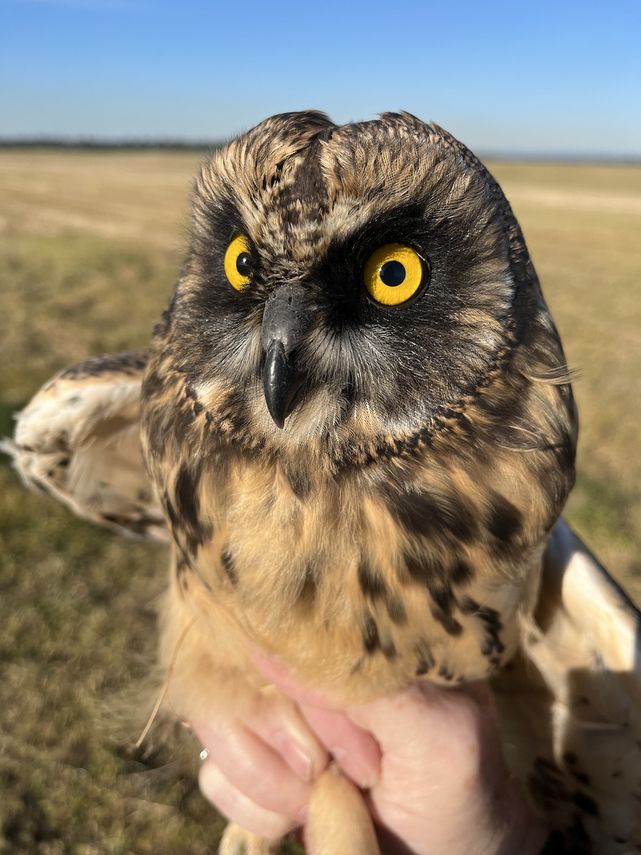 Short-eared Owl - ML620677207