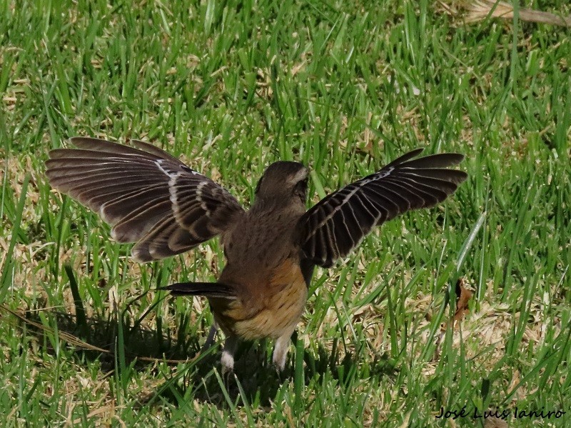 Chalk-browed Mockingbird - ML620677208