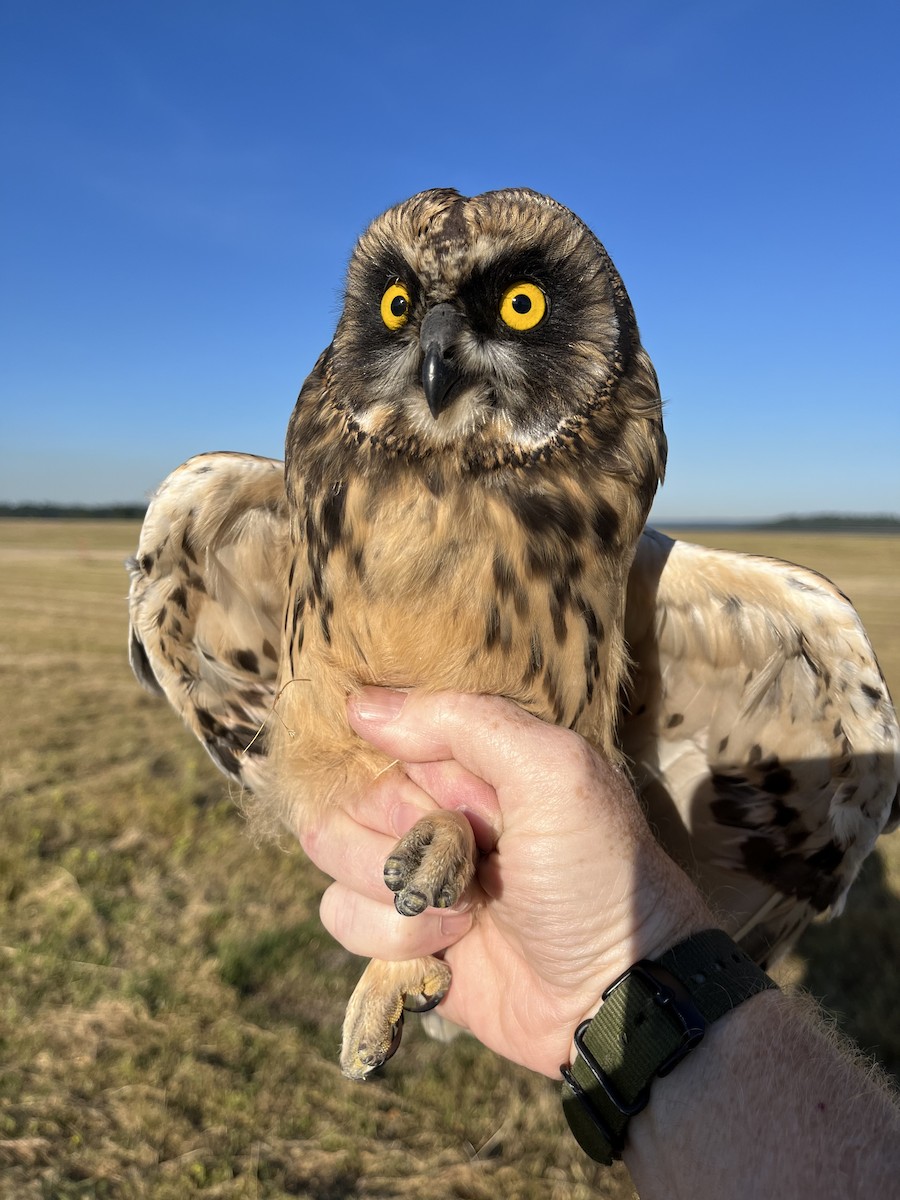 Short-eared Owl - ML620677210