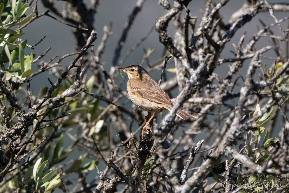 Tawny Pipit - ML620677211