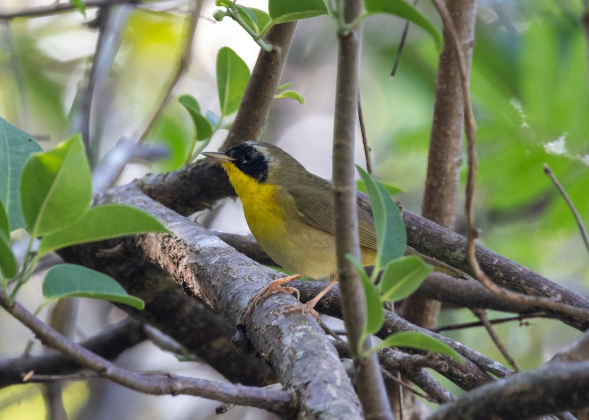 Common Yellowthroat (trichas Group) - ML620677212