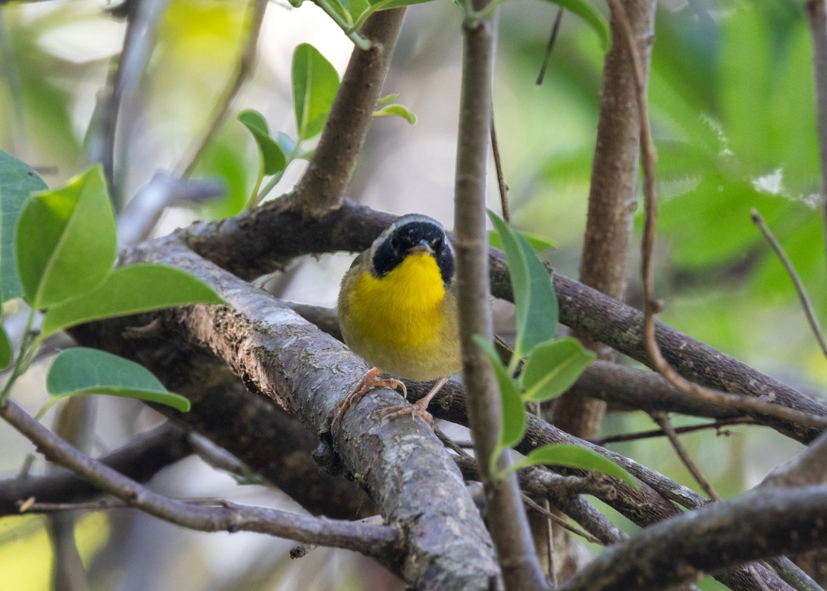 Common Yellowthroat (trichas Group) - ML620677213