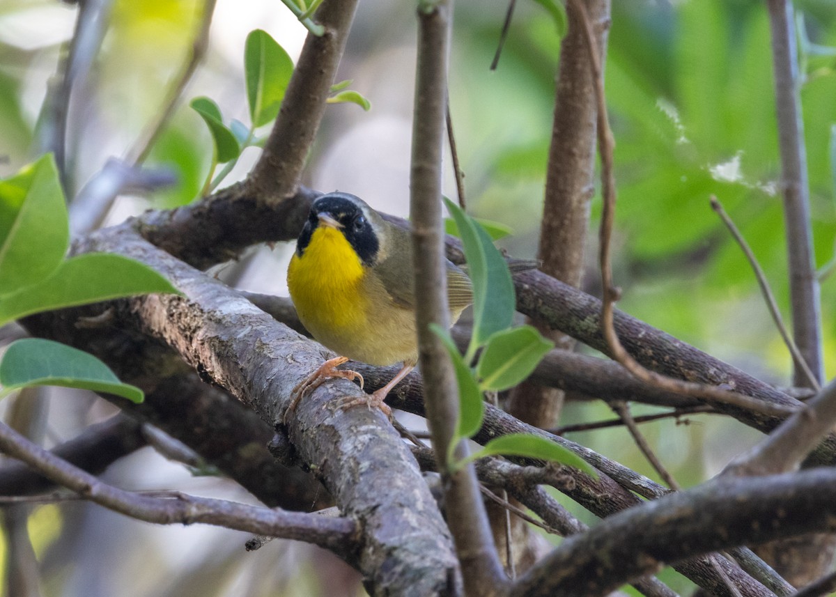 Common Yellowthroat (trichas Group) - ML620677214