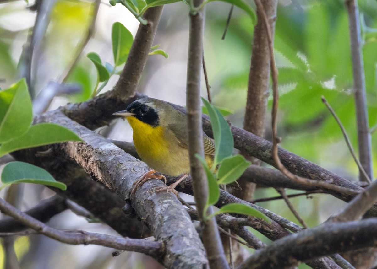 Common Yellowthroat (trichas Group) - ML620677217