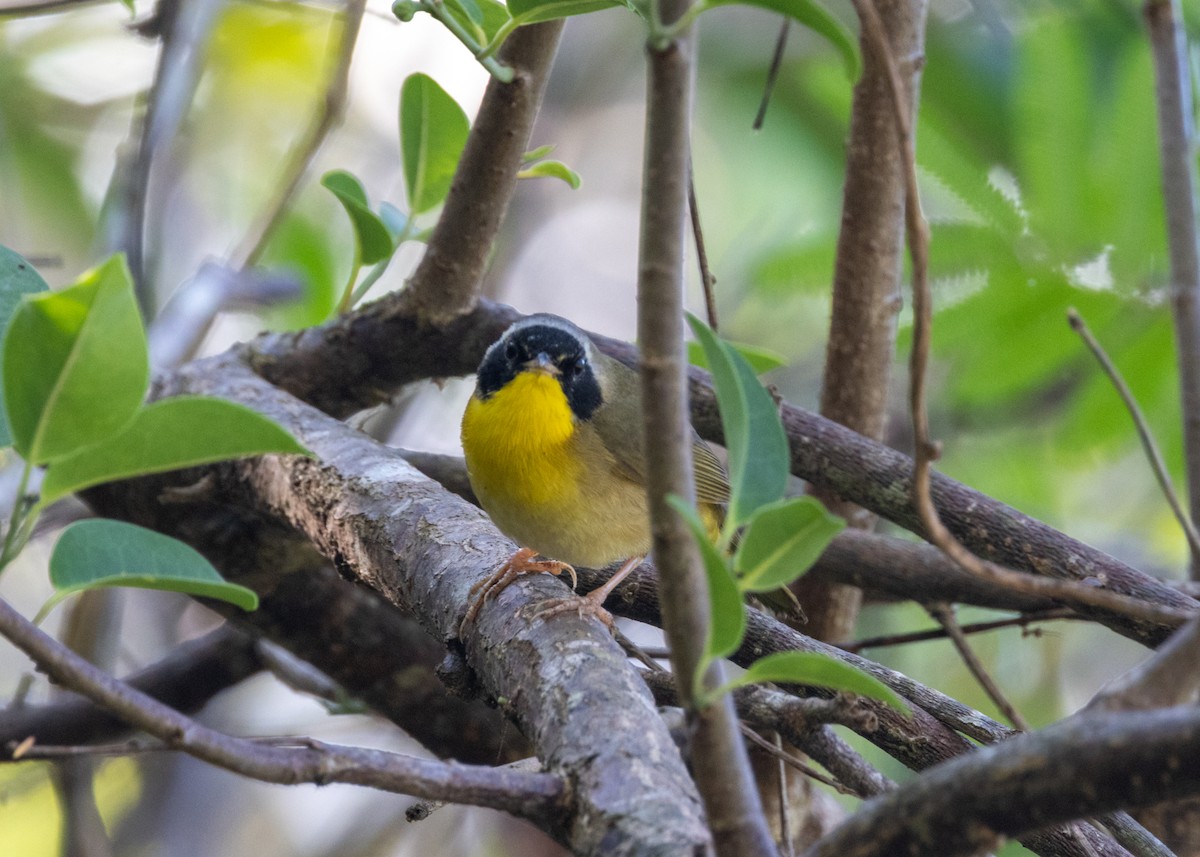 Common Yellowthroat (trichas Group) - ML620677219