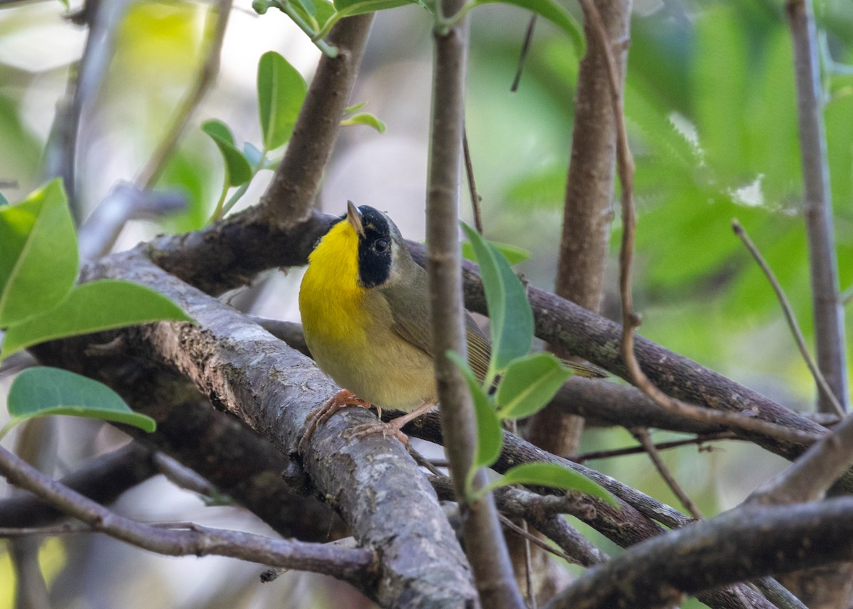 Common Yellowthroat (trichas Group) - ML620677221