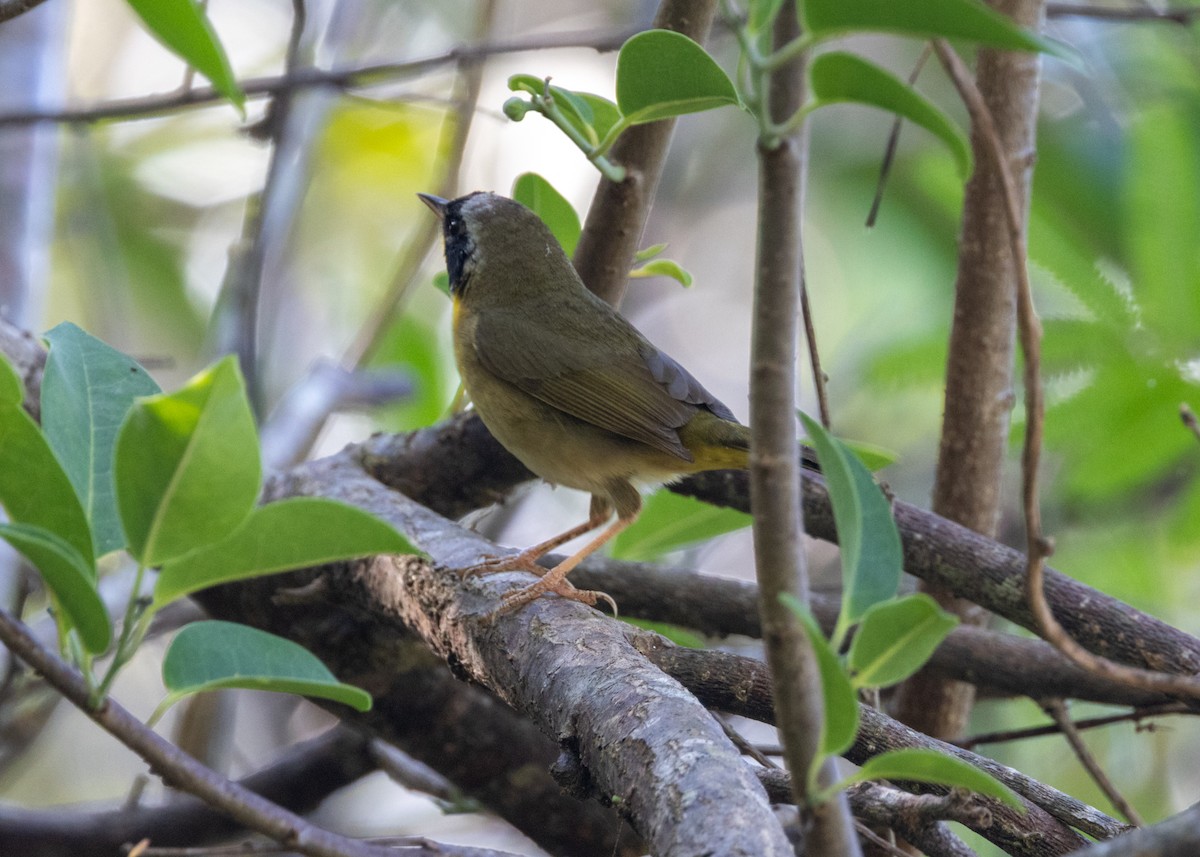 Common Yellowthroat (trichas Group) - ML620677222