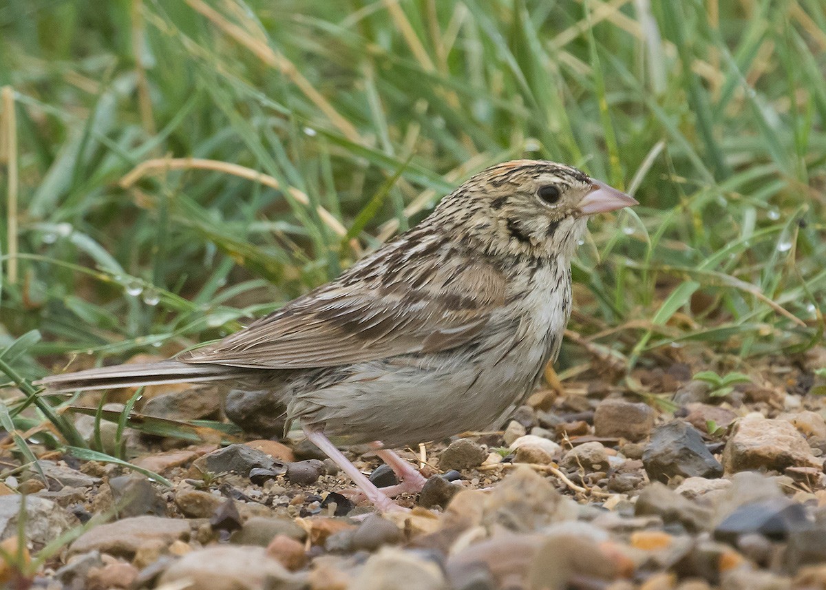 Baird's Sparrow - ML620677225