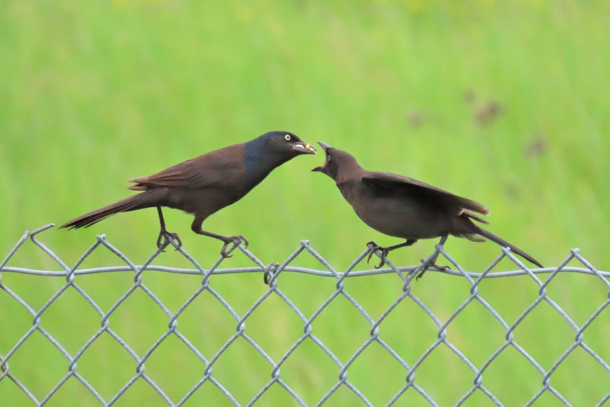 Common Grackle - ML620677227