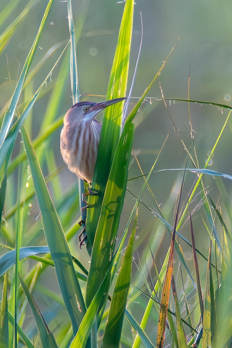 Yellow Bittern - ML620677229