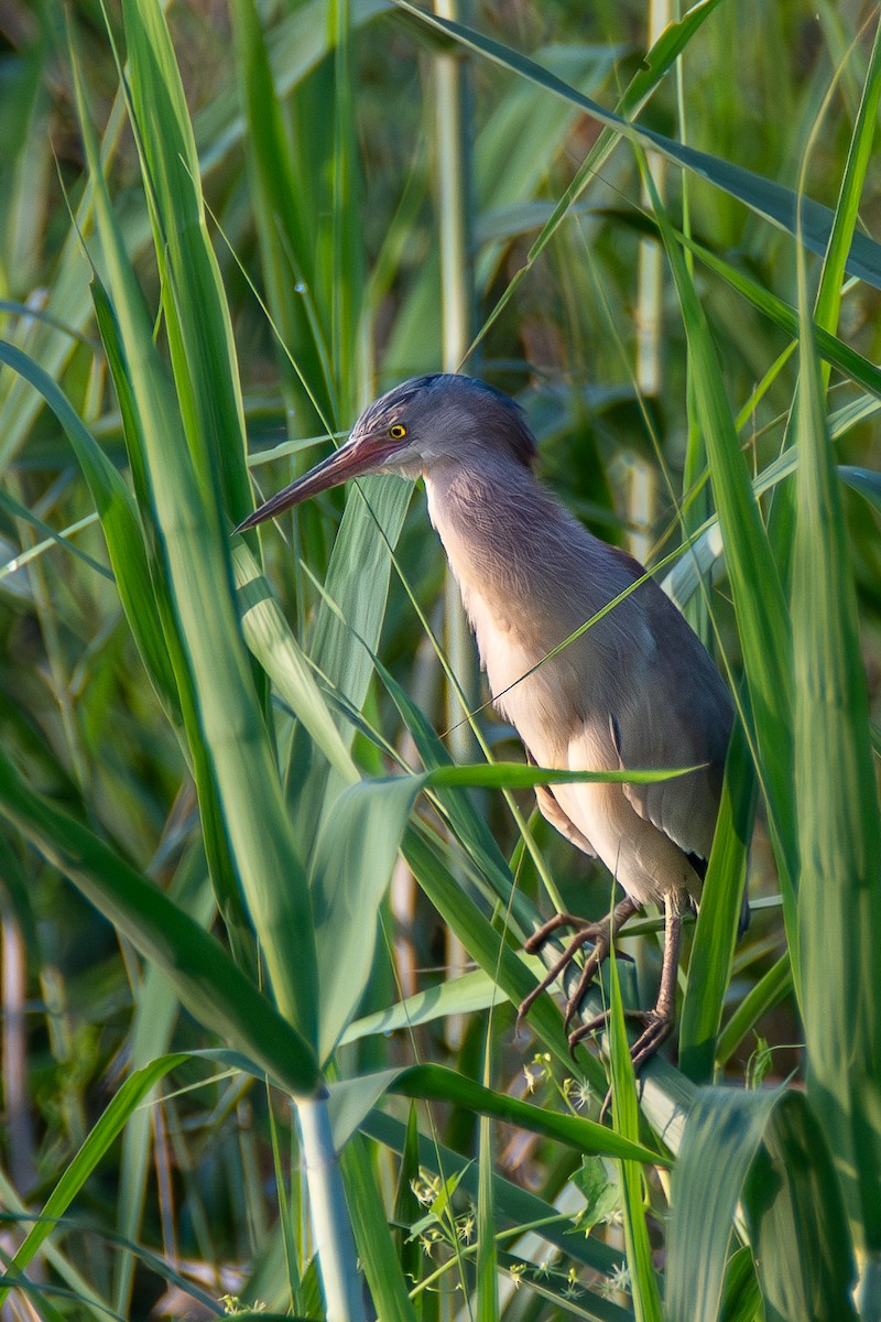 Yellow Bittern - ML620677230