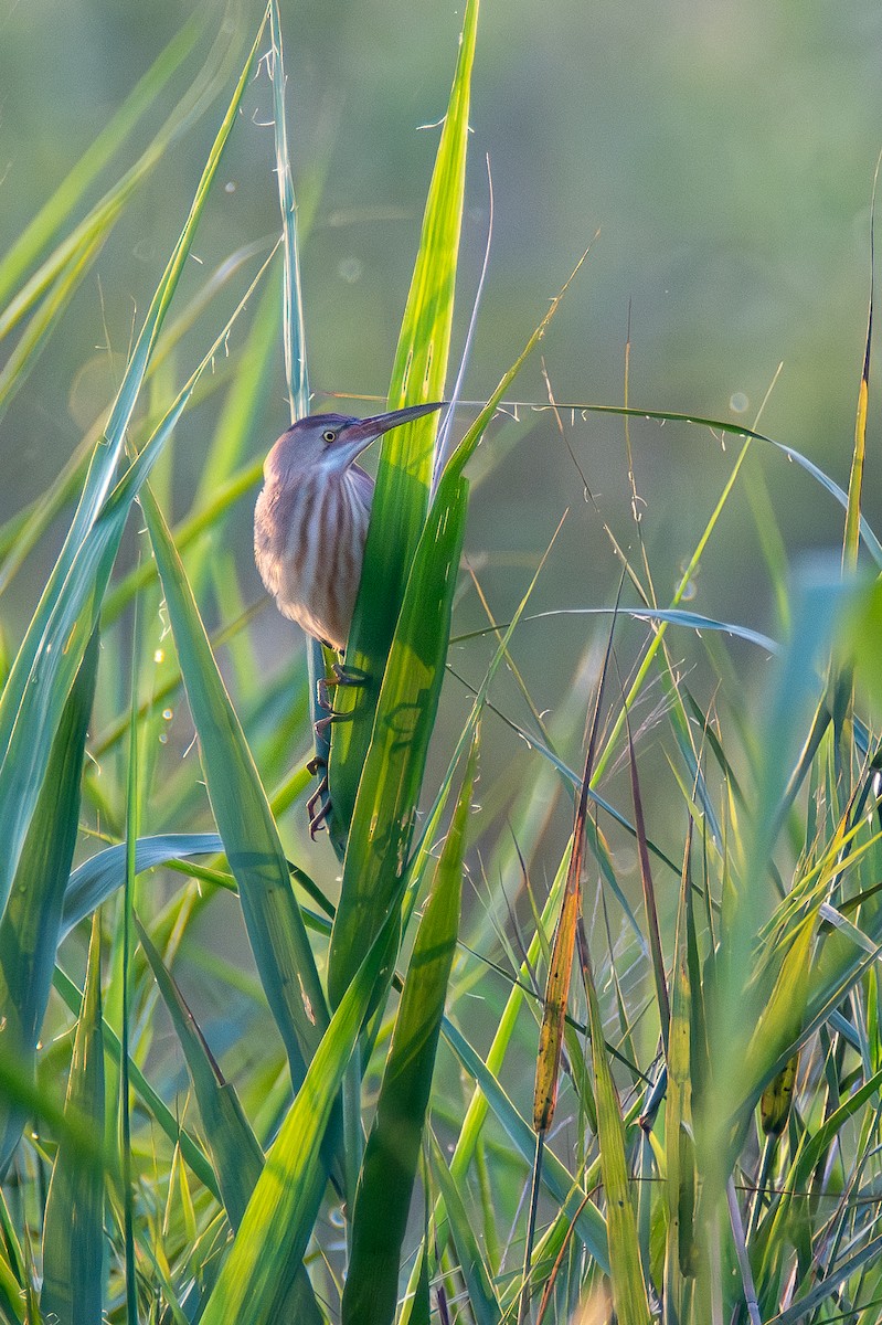 Yellow Bittern - ML620677231