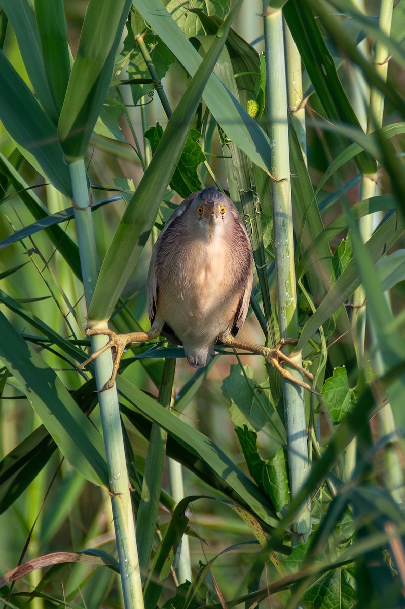 Yellow Bittern - ML620677232