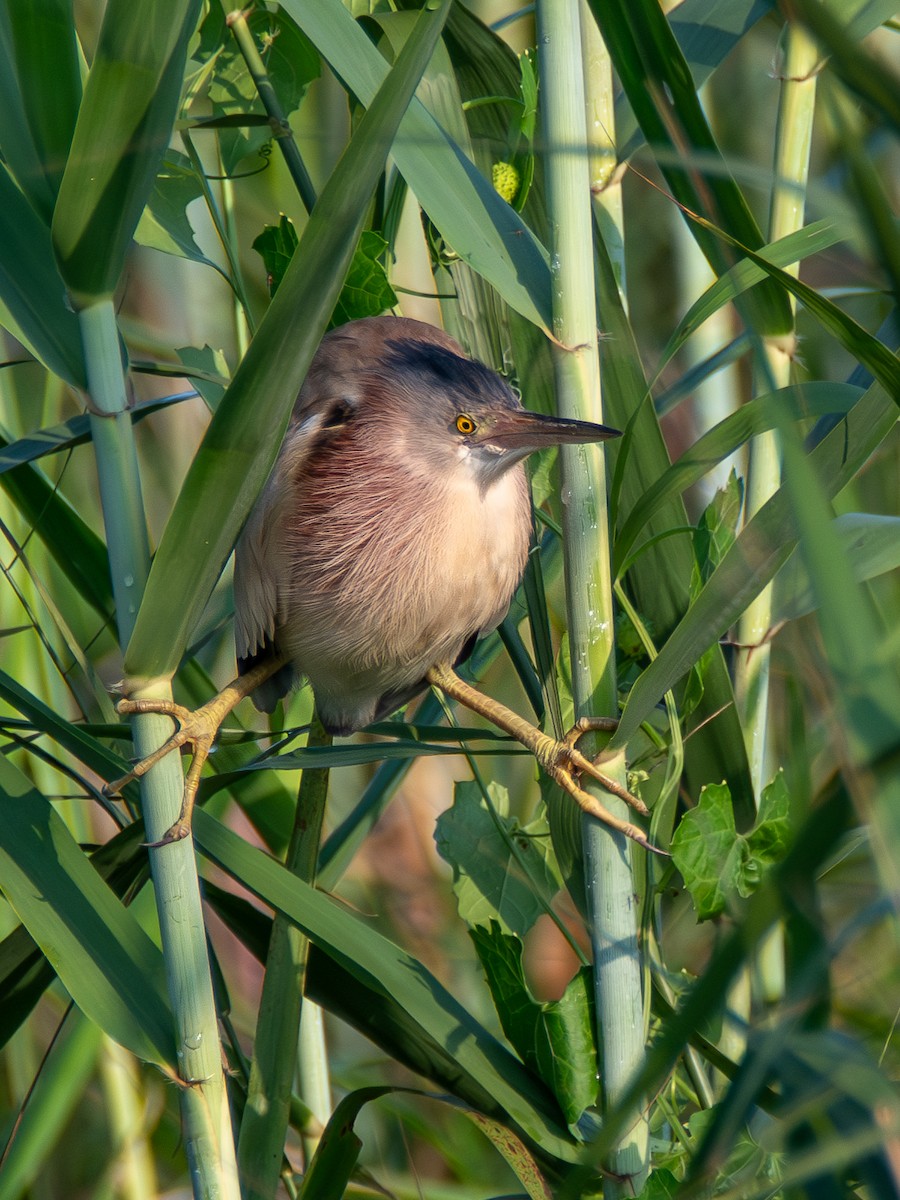 Yellow Bittern - ML620677233