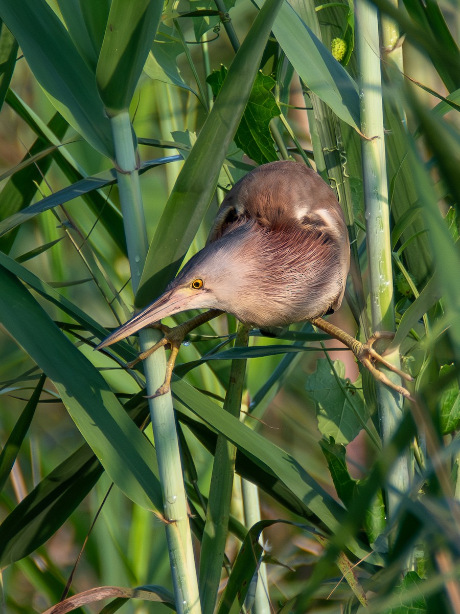 Yellow Bittern - ML620677234