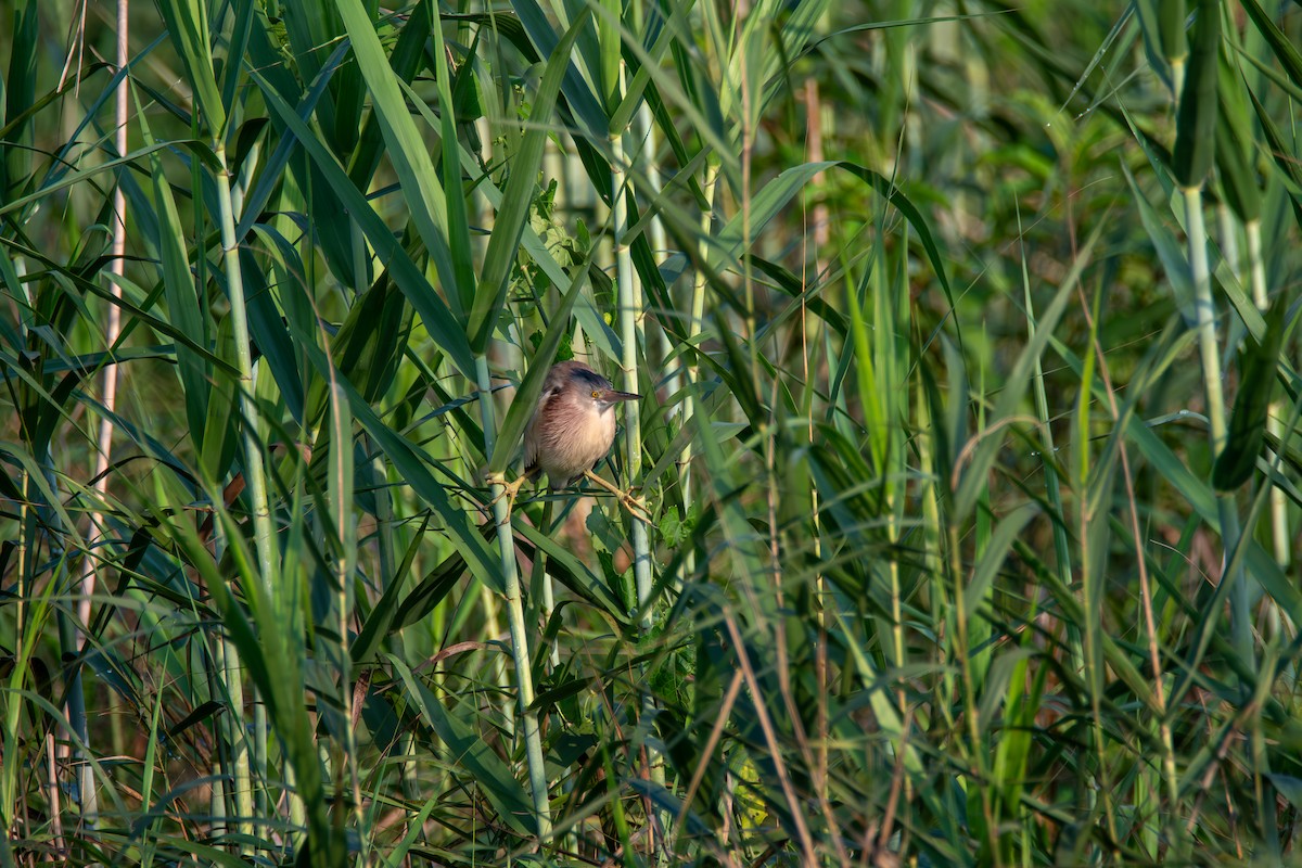 Yellow Bittern - ML620677236