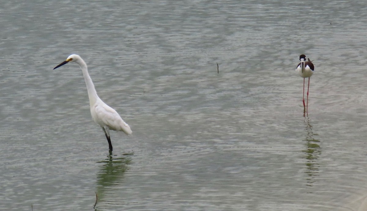 Snowy Egret - ML620677237