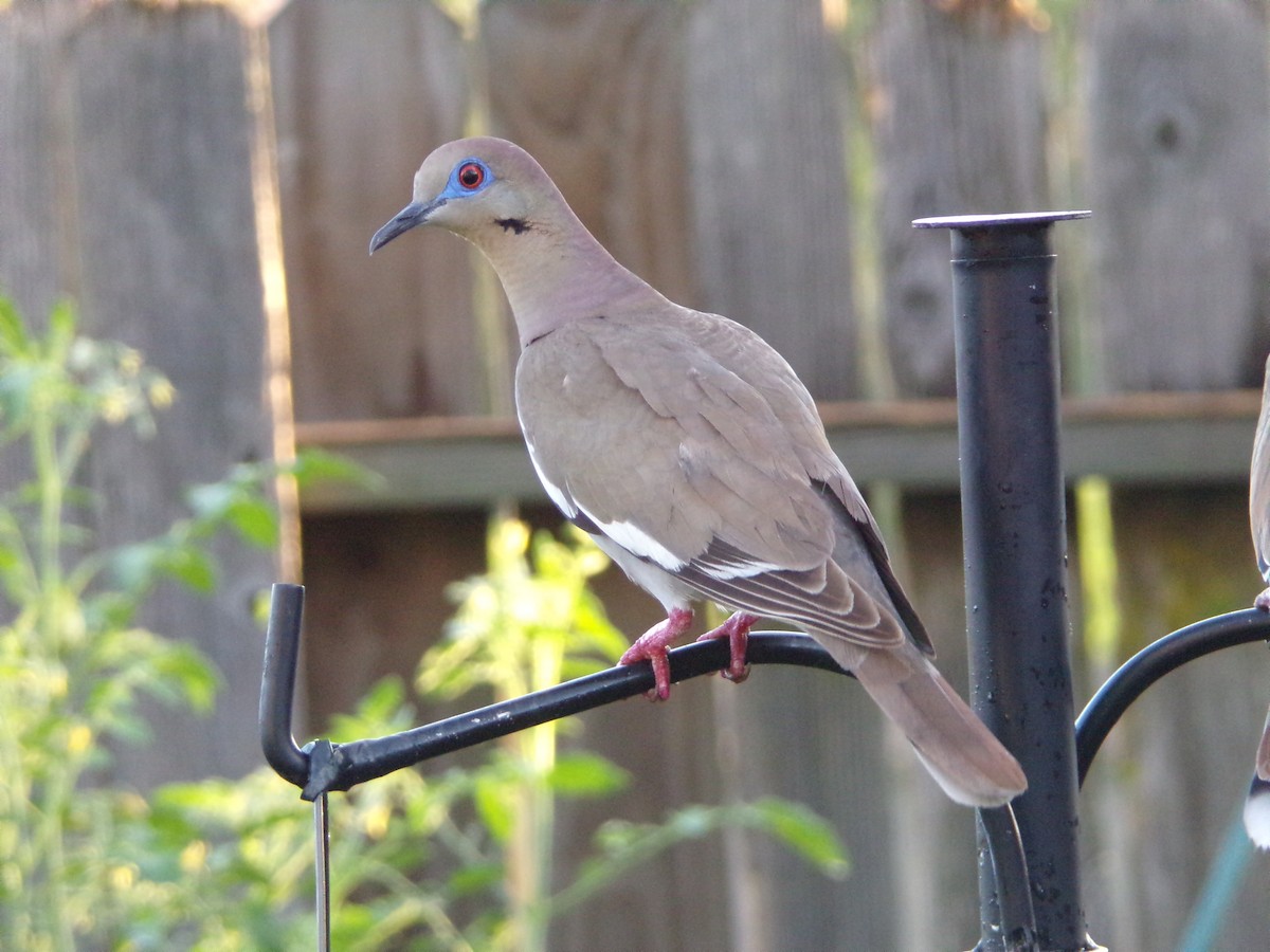 White-winged Dove - ML620677241