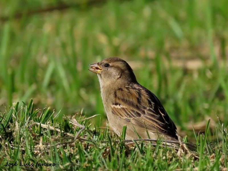 House Sparrow - ML620677245