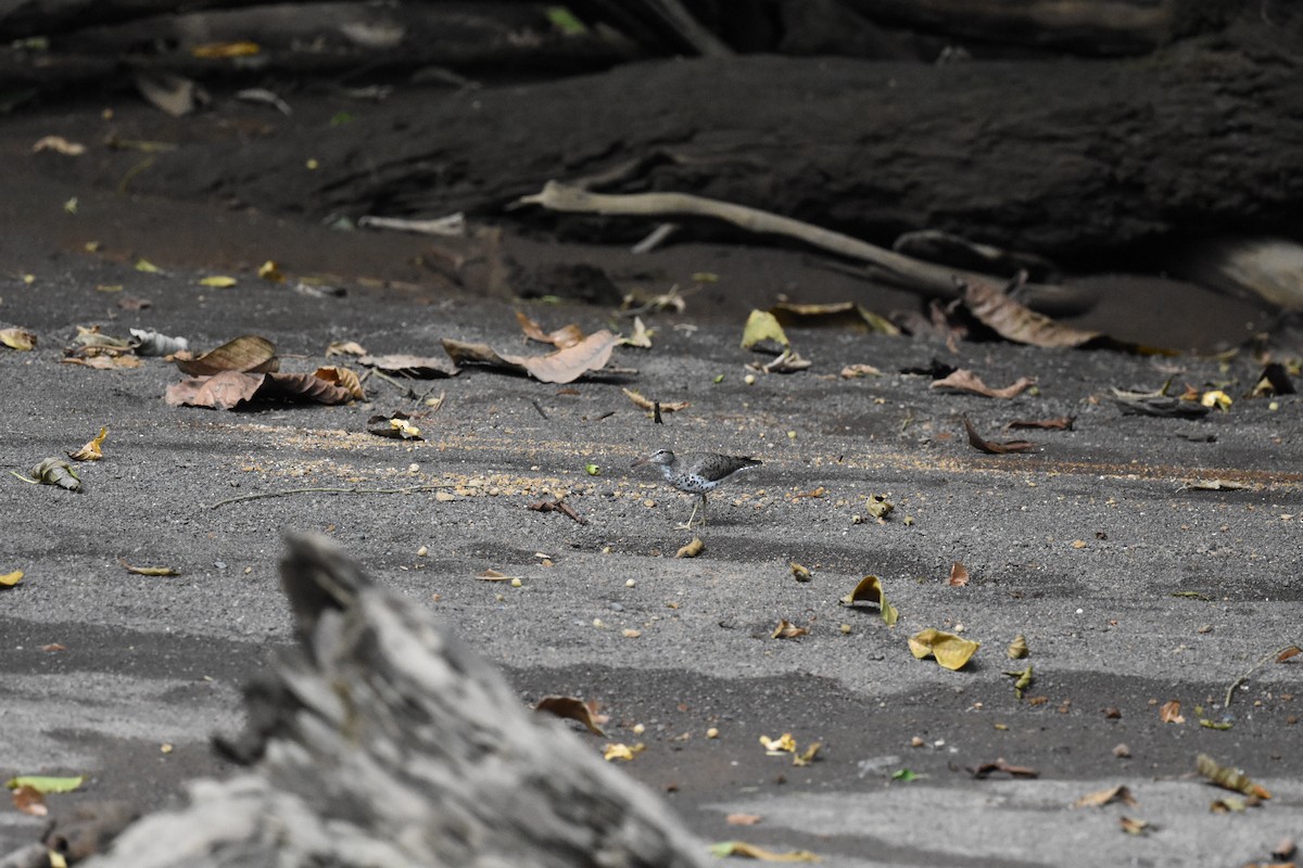 Spotted Sandpiper - ML620677247