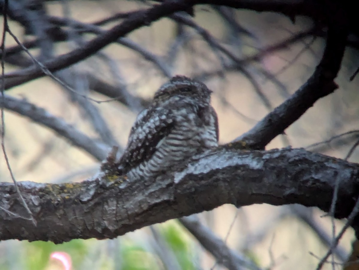 Common Nighthawk - Jon. Anderson