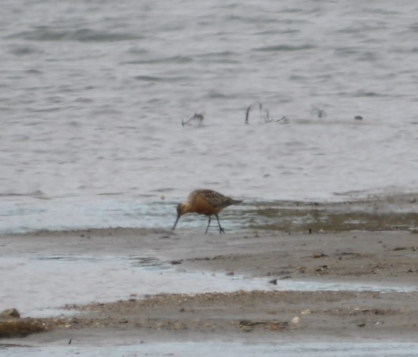 Bar-tailed Godwit - ML620677255