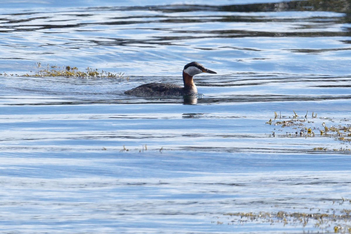 Red-necked Grebe - ML620677257