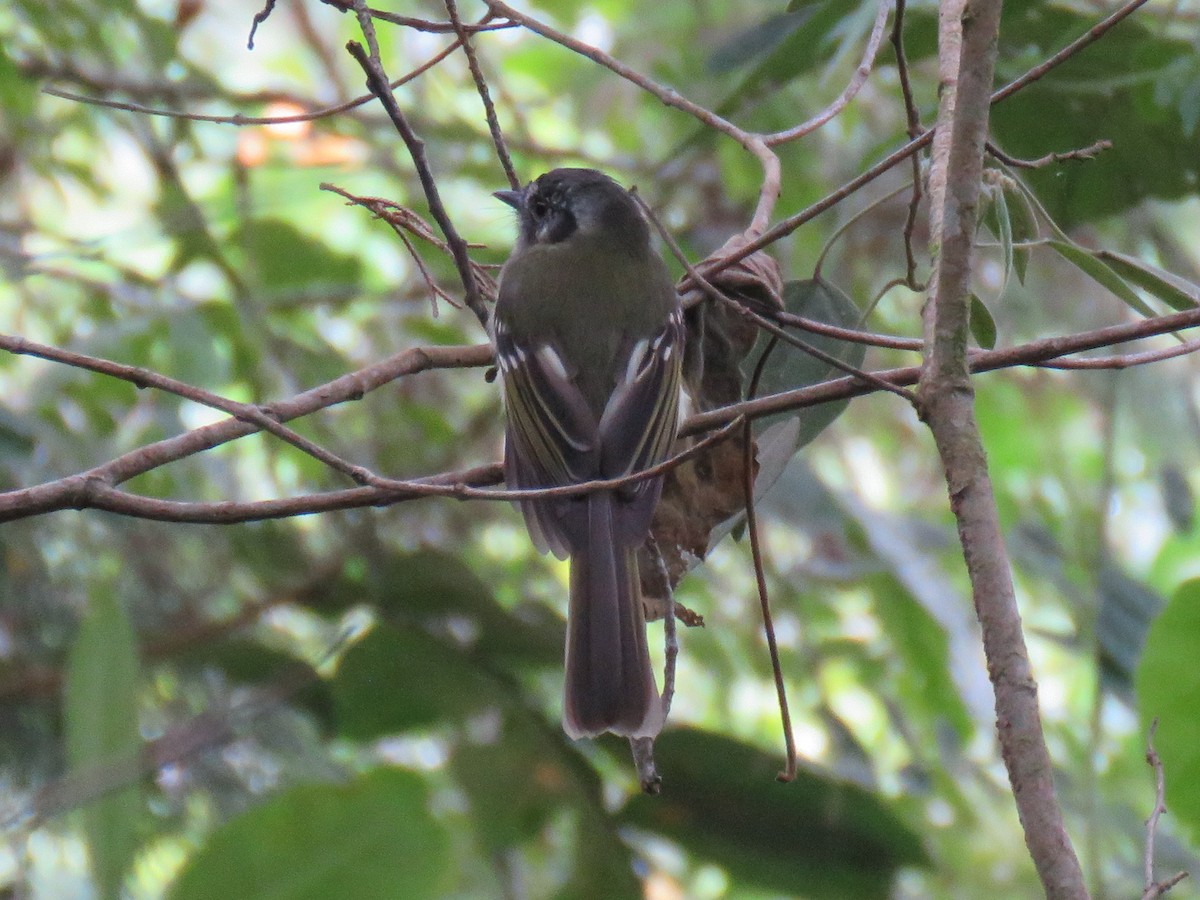 Slaty-capped Flycatcher - ML620677260