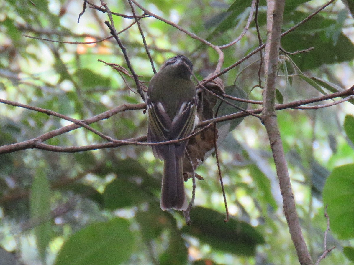 Slaty-capped Flycatcher - ML620677261