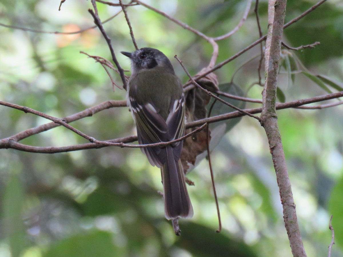 Slaty-capped Flycatcher - Ron Batie