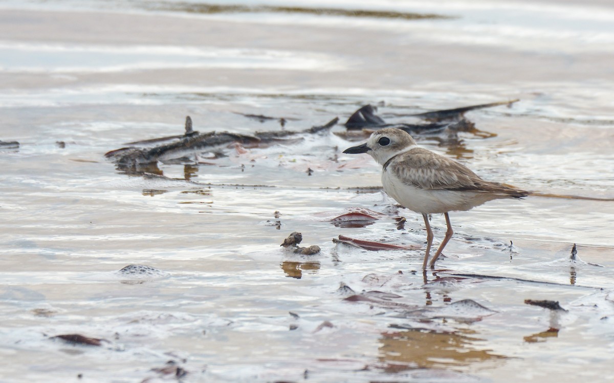 Wilson's Plover - ML620677266