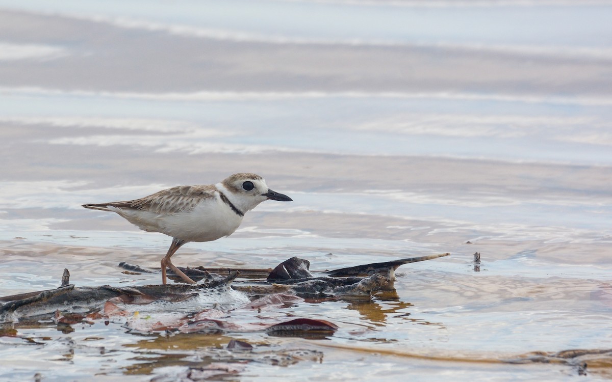 Wilson's Plover - ML620677267