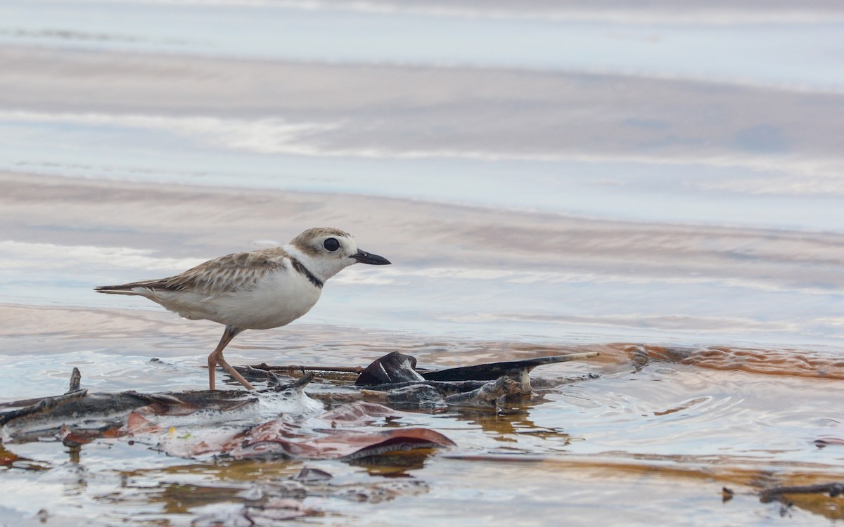 Wilson's Plover - ML620677268