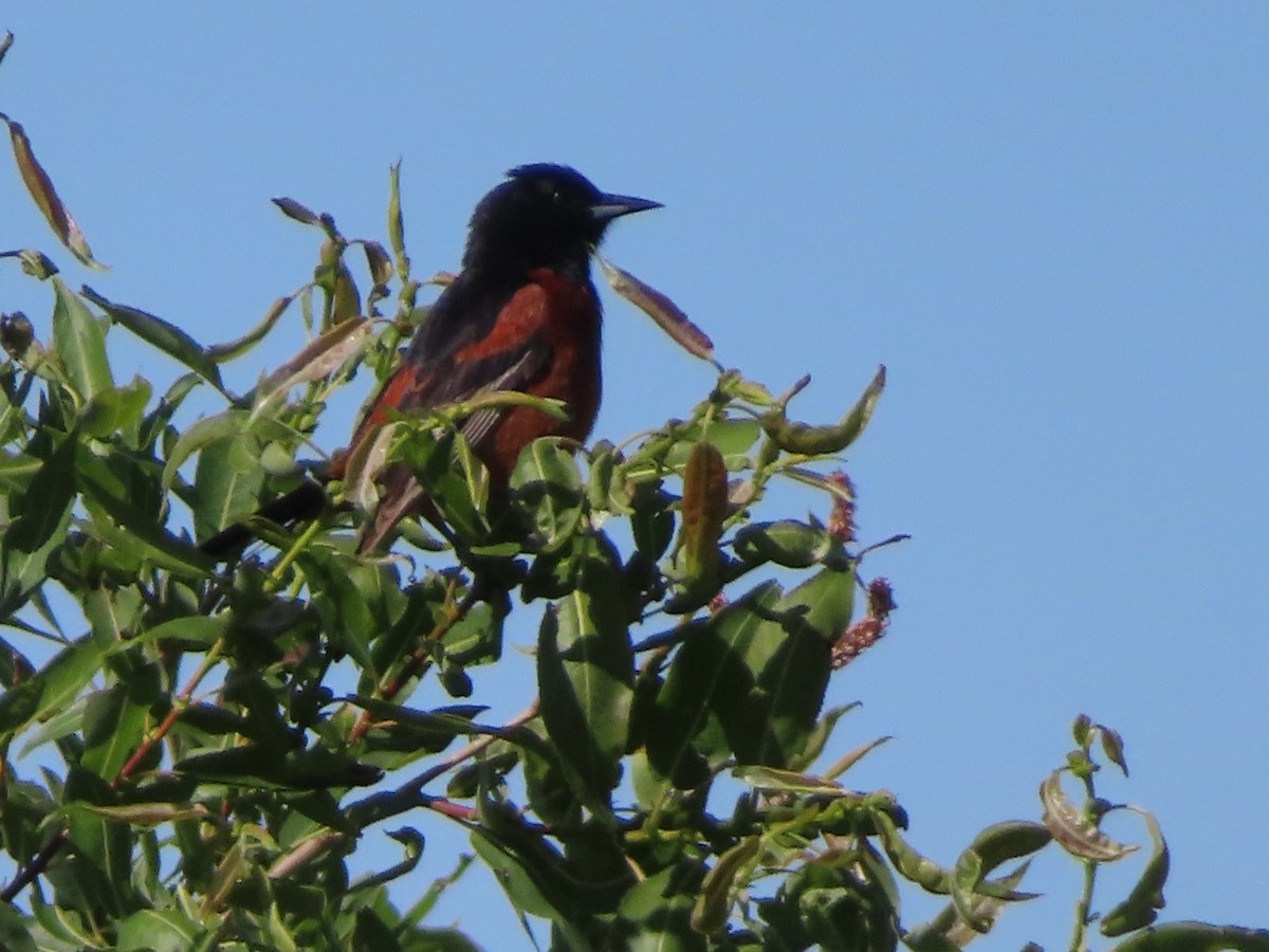 Orchard Oriole - ML620677271