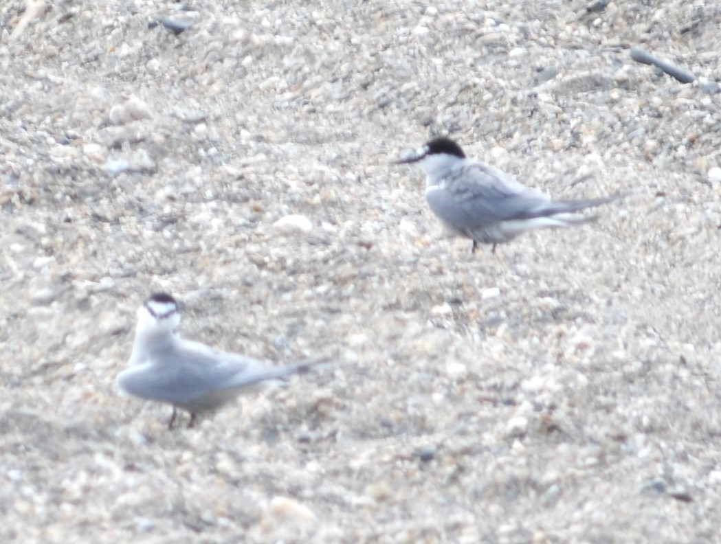 Aleutian Tern - ML620677272